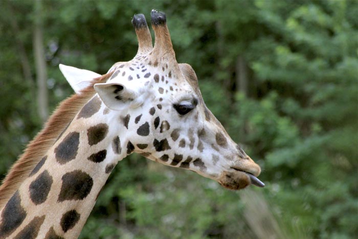 Zoo Hannover Teil 2