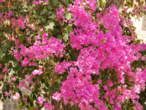 Rhodos-62